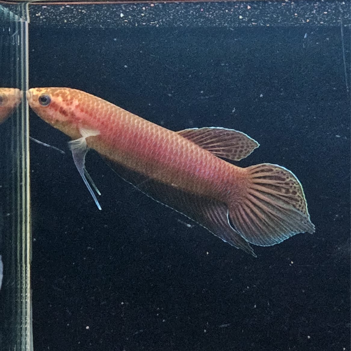 Betta Bellica