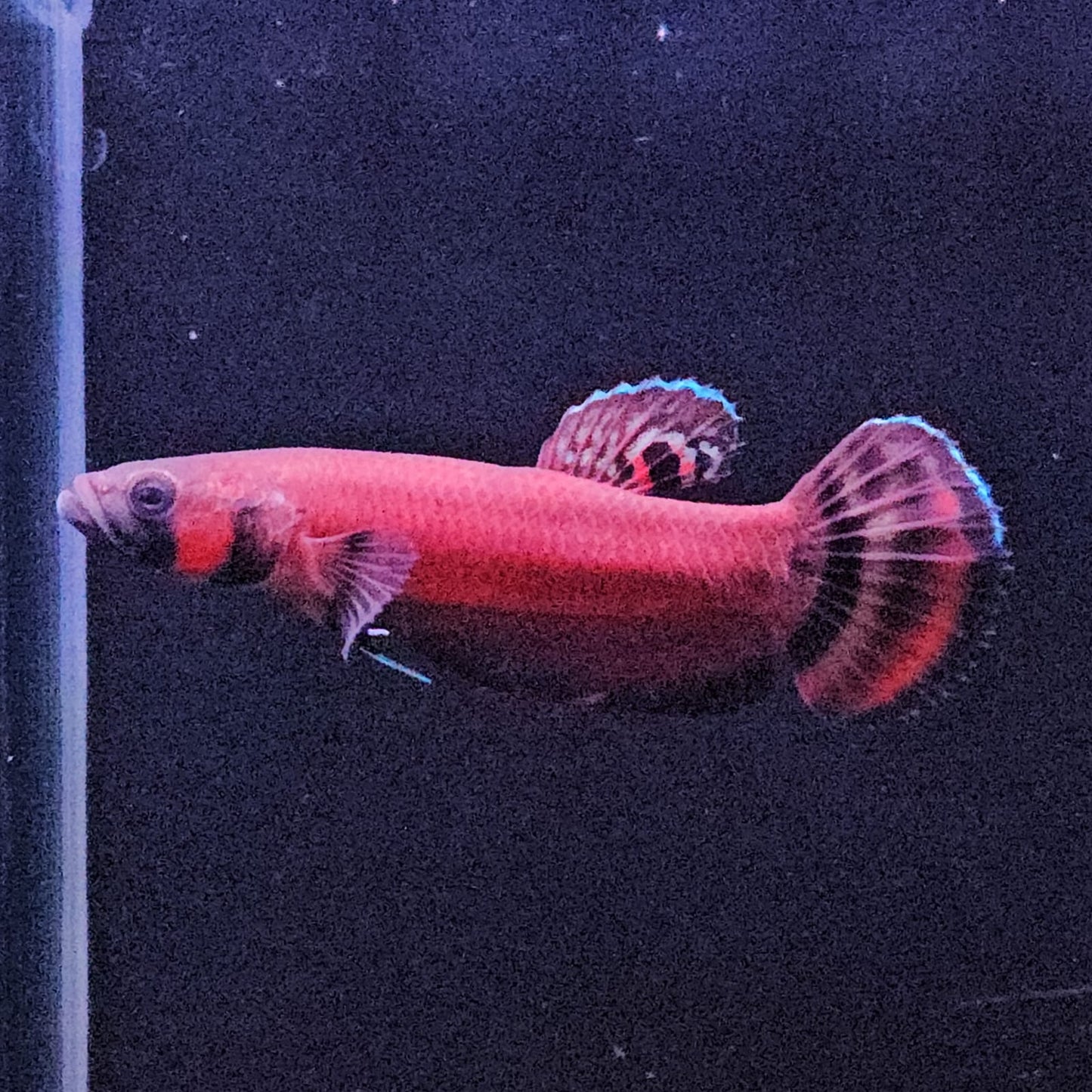Betta Macrostoma
