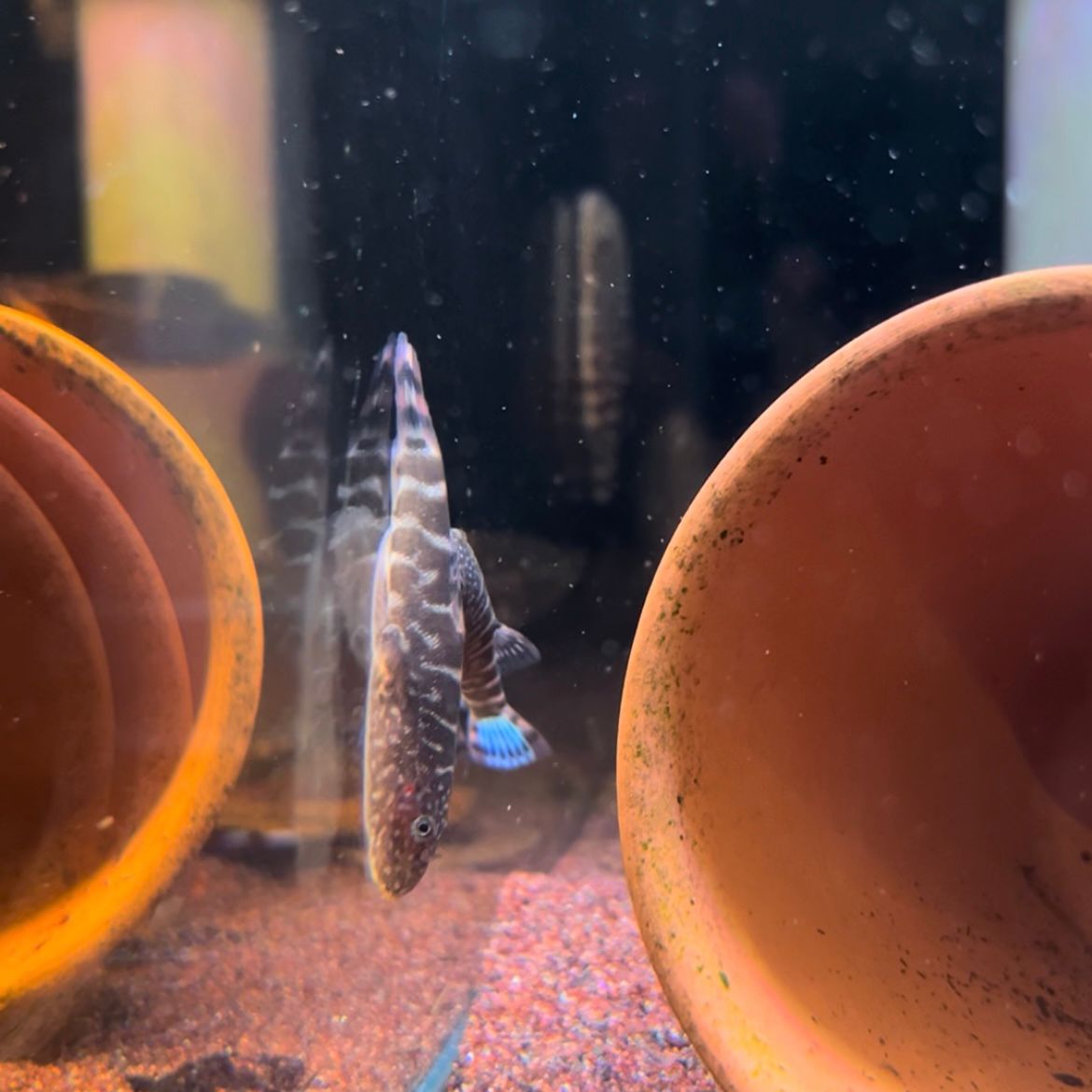 Gastromyzon sp. Blue Zebra Borneo