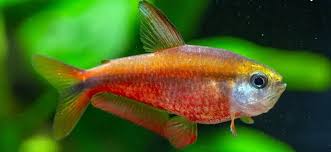 Hyphessobrycon Notidanos "Red"