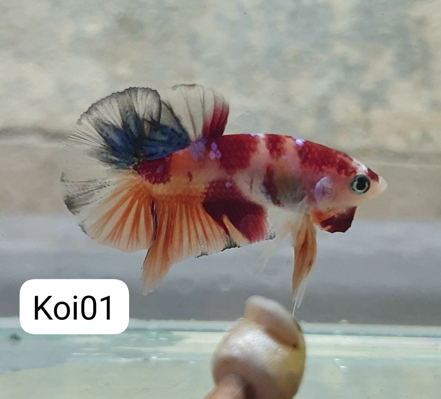 HMPK Koi #KOI01