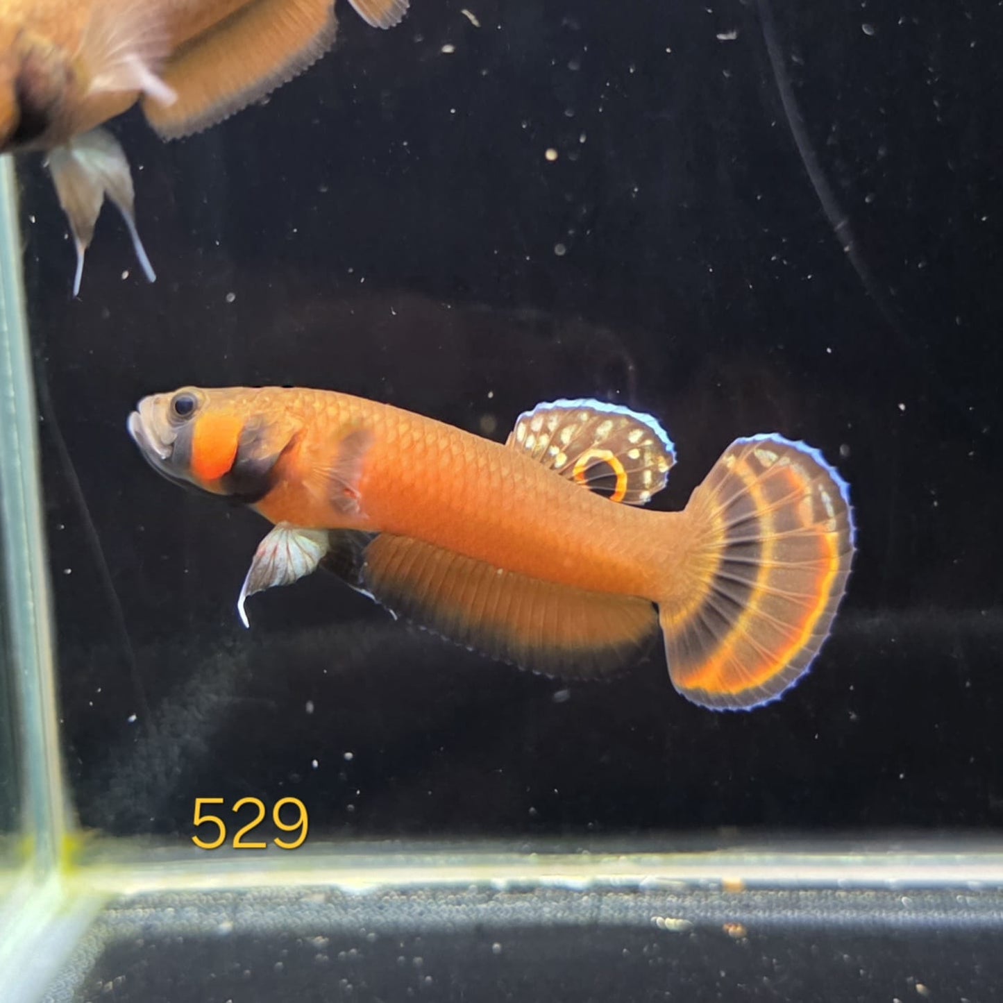 Macrostoma Male (IB529)