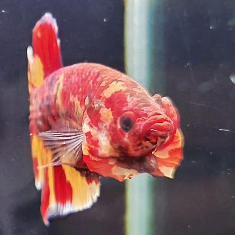 HMPK x Wild Candy #T65