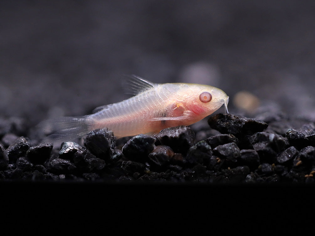 Corydoras Pygmaeus 'Albino'