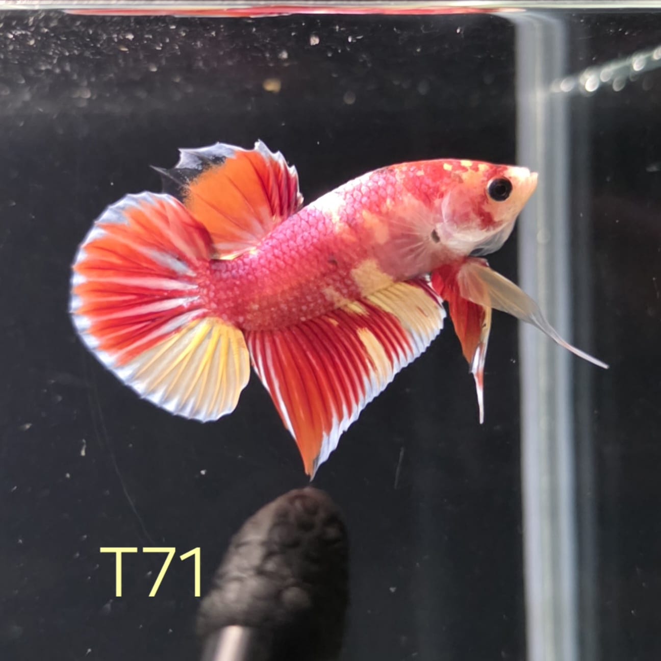 HMPK x Wild Nemo #T71