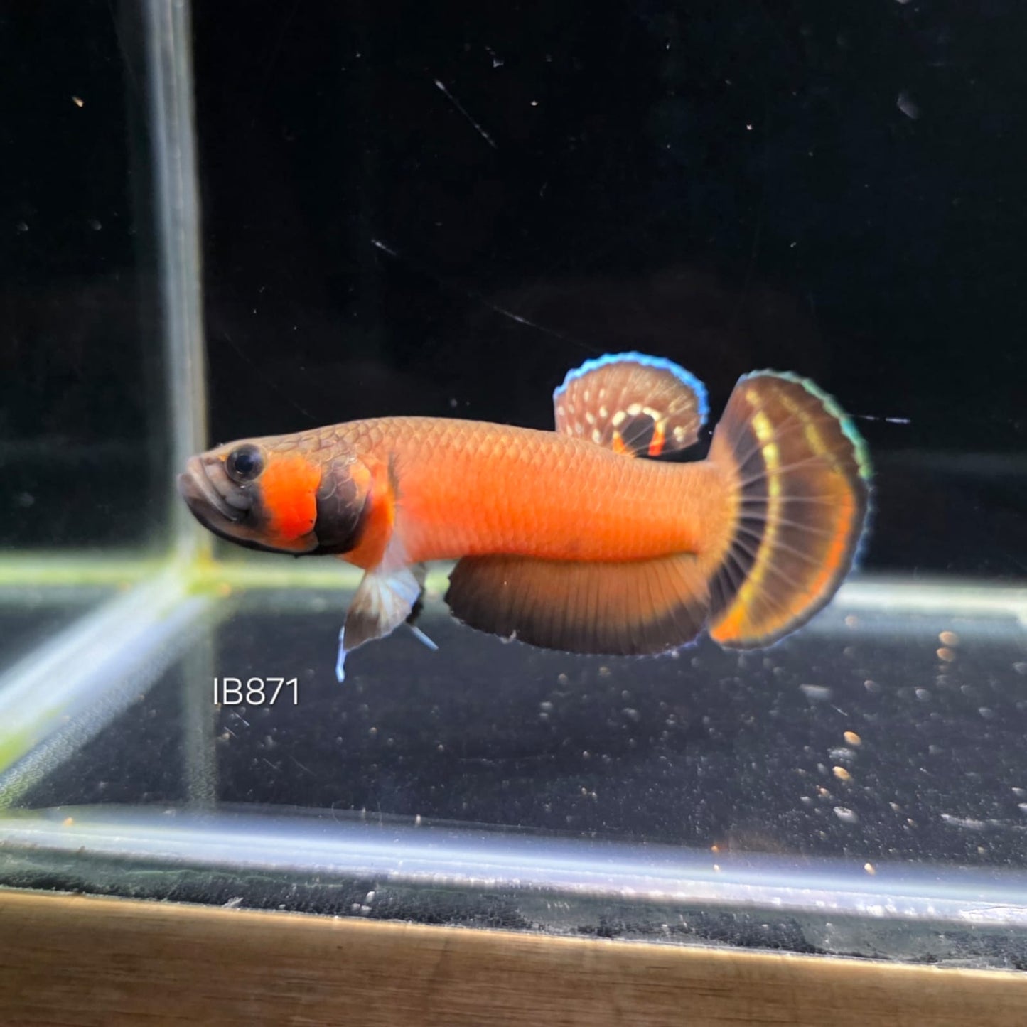 Macrostoma Male (IB871)