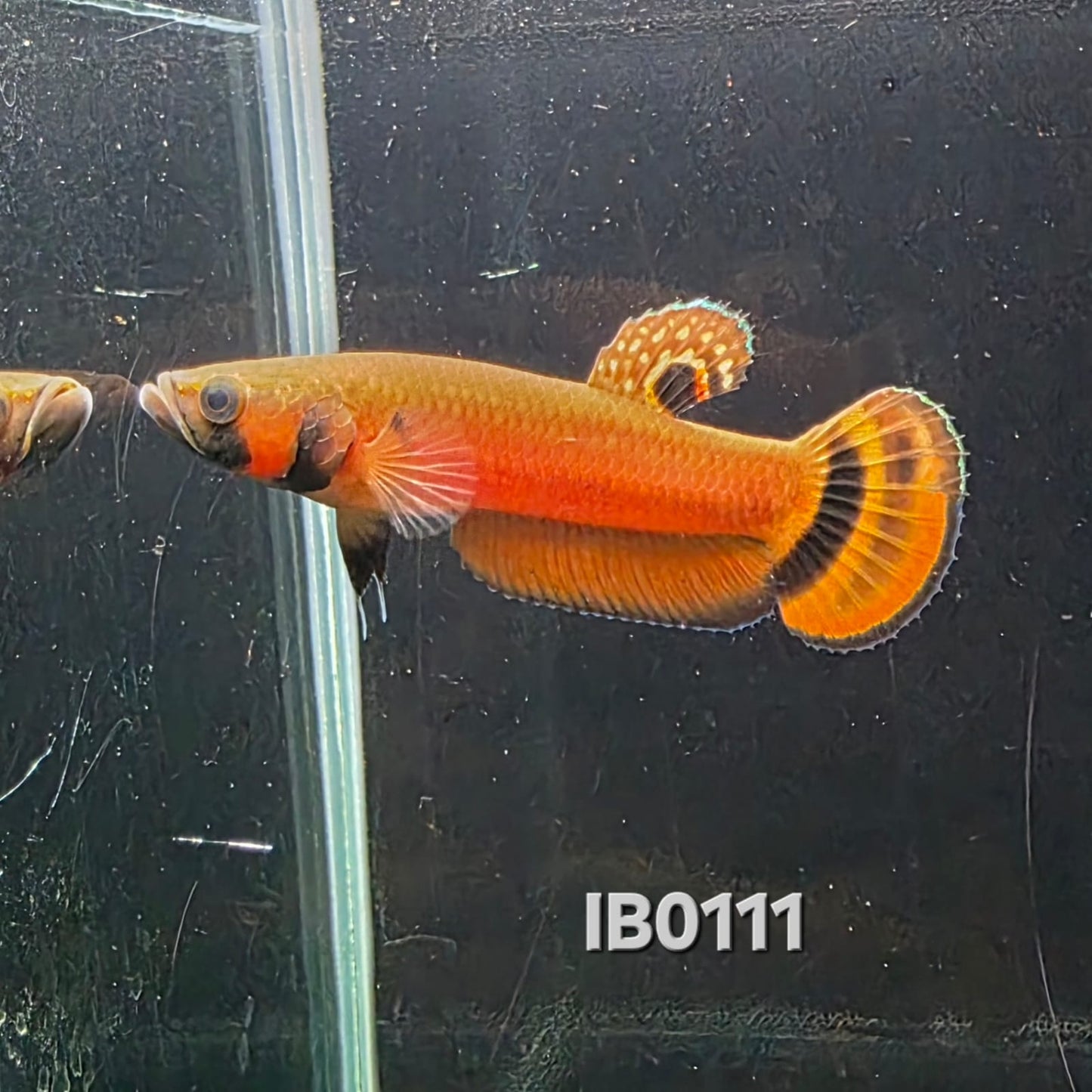 Macrostoma Male (IB111)