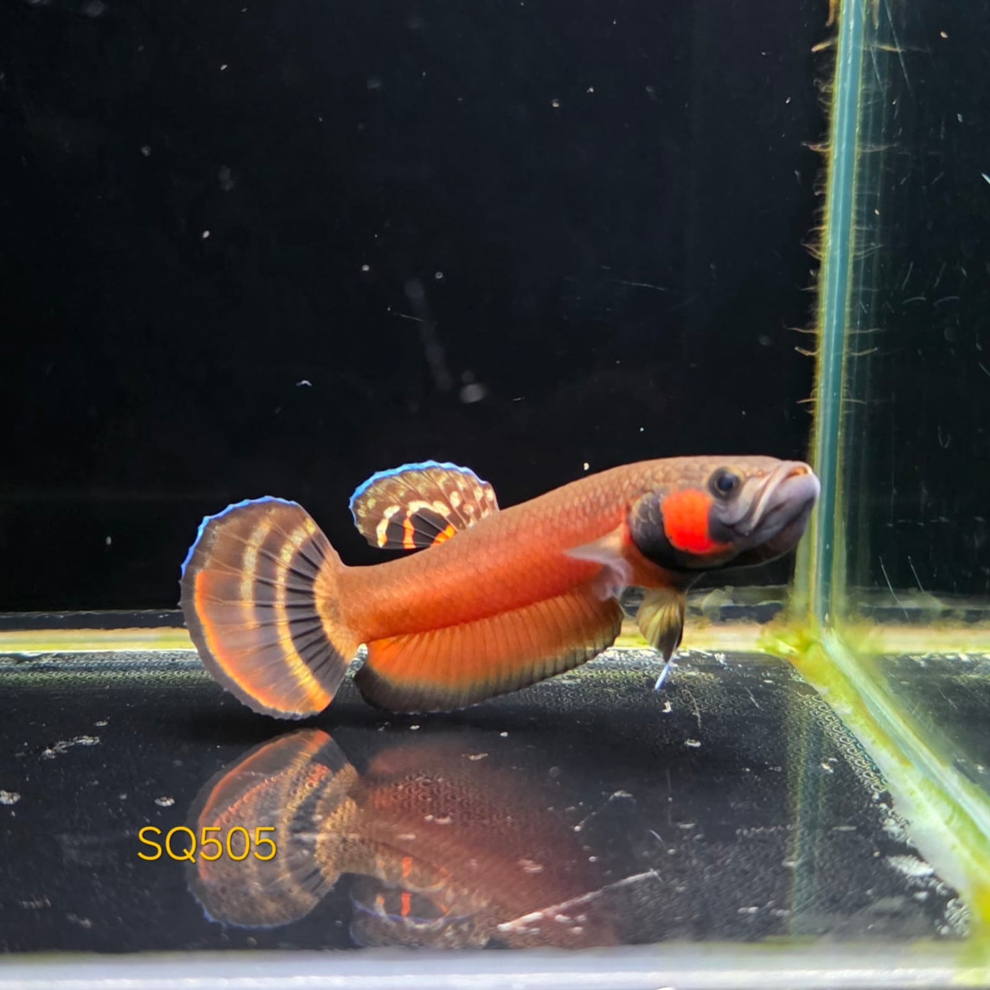 Macrostoma Male (505) - SUPER RED DOUBLE DOT RED ANAL DOT