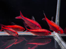 Hyphessobrycon Myrmex "Platinum Red"