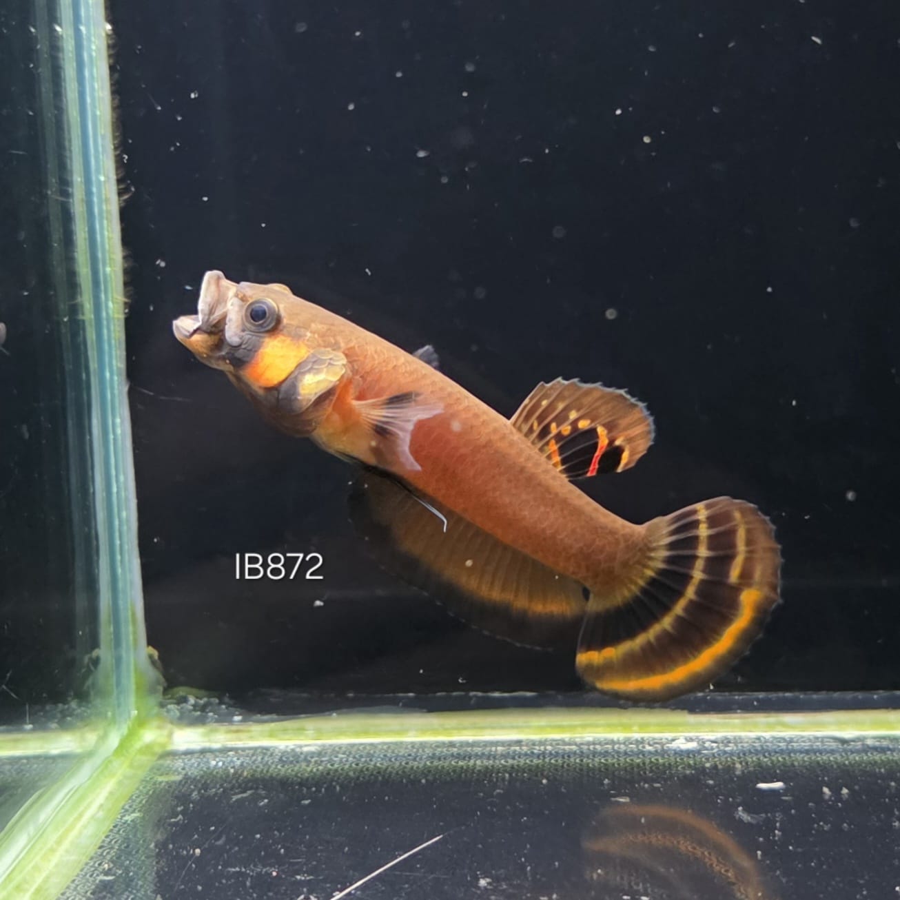 Macrostoma Male (IB872) Double Spot