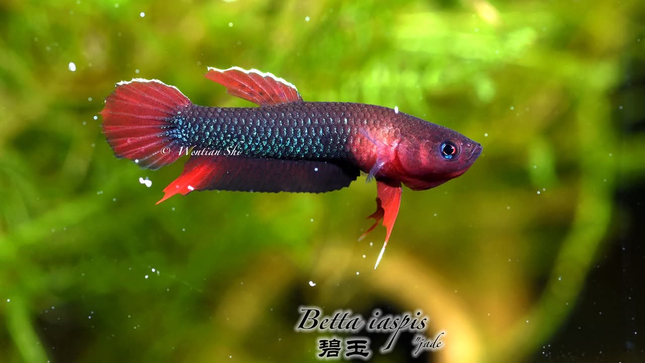 Betta Iaspis sp. Api Api "Jade"