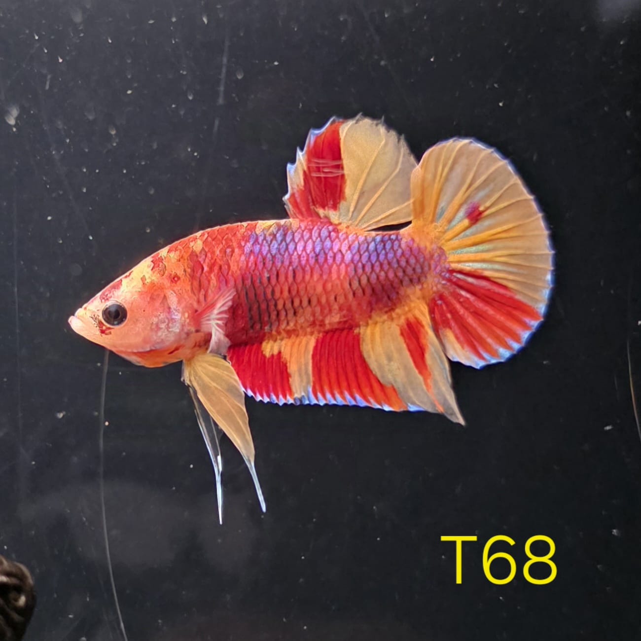 HMPK x Wild Nemo #T68