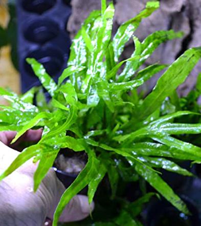 Microsorum Pteropus var. Trident - Rock