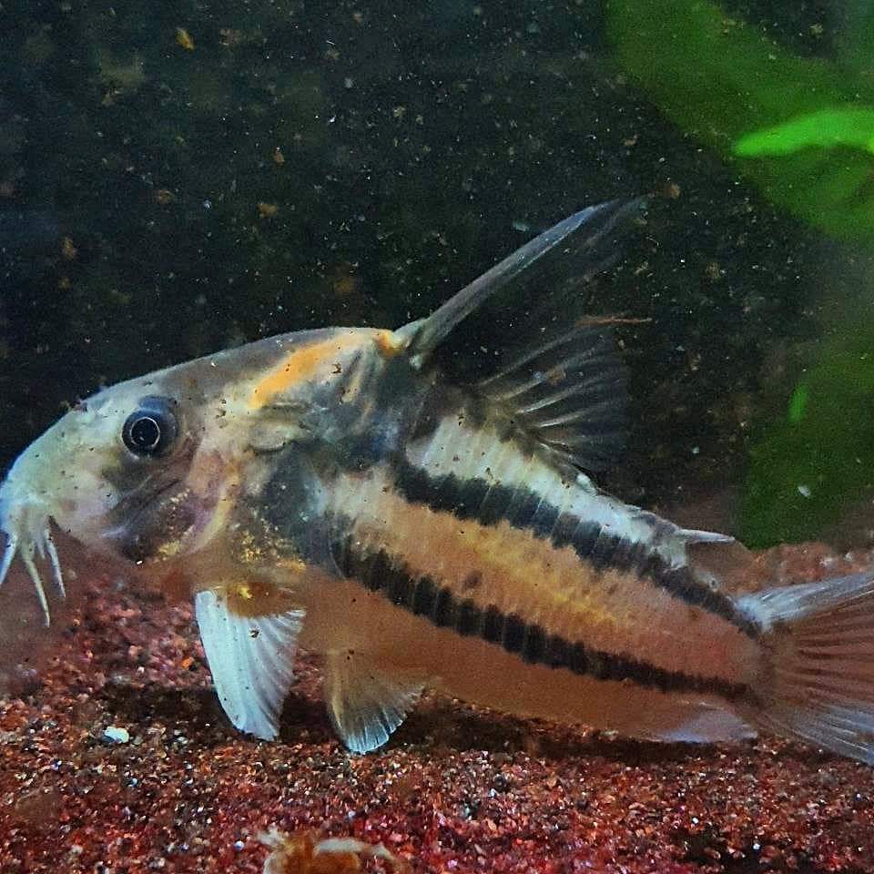 Corydoras sp. Parallelus "CW127"