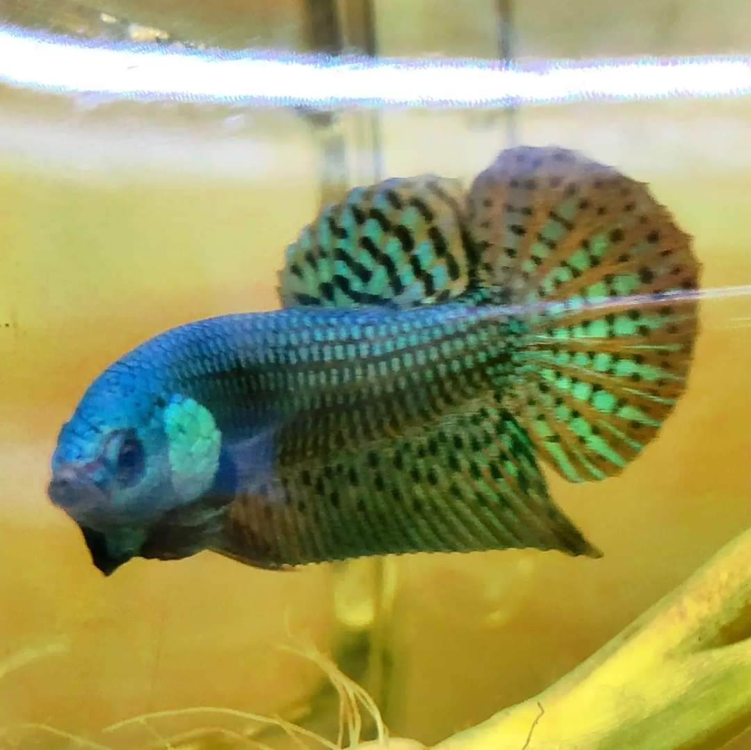 Betta var. 'Alien'