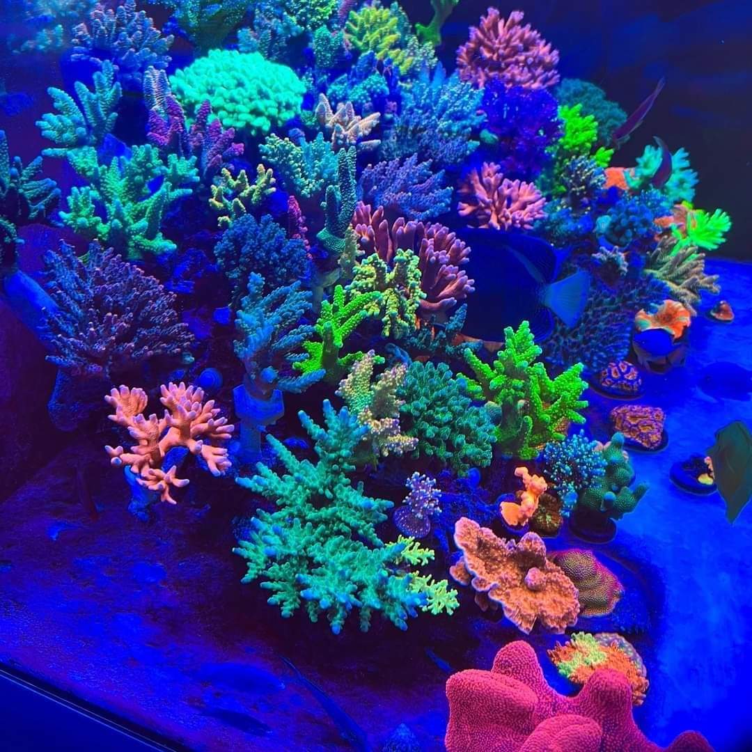 Chihiros NOVA 1 Marine LED Light