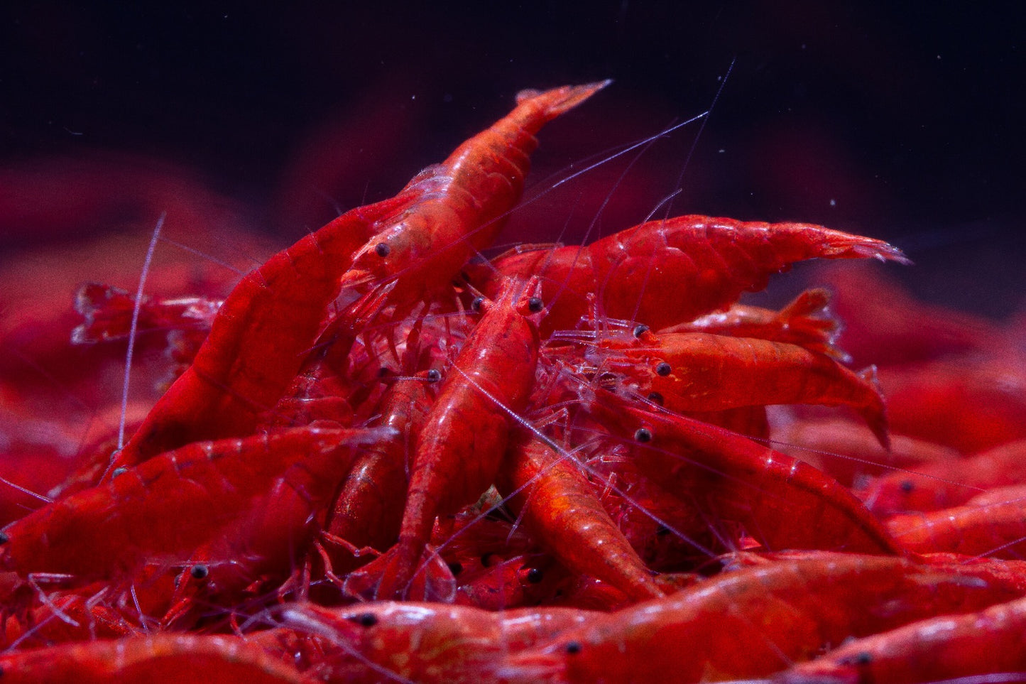 Neocaridina Davidi sp. Fire Red