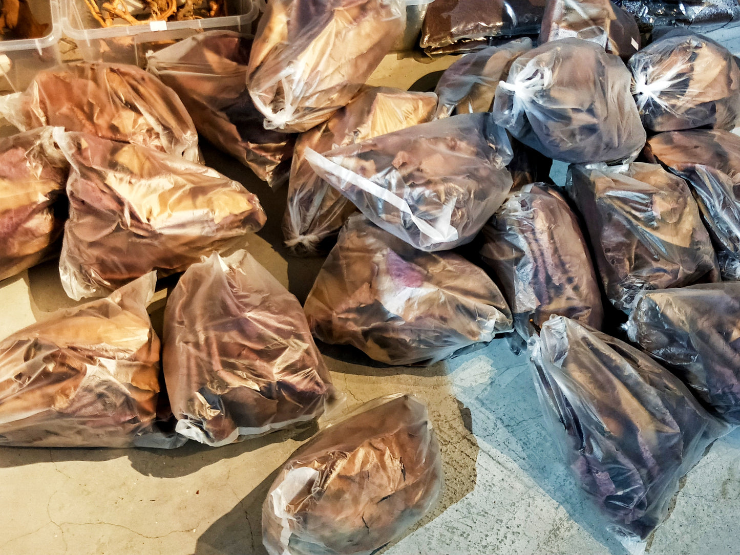 IB AQ - Catappa Leaf (KTP)