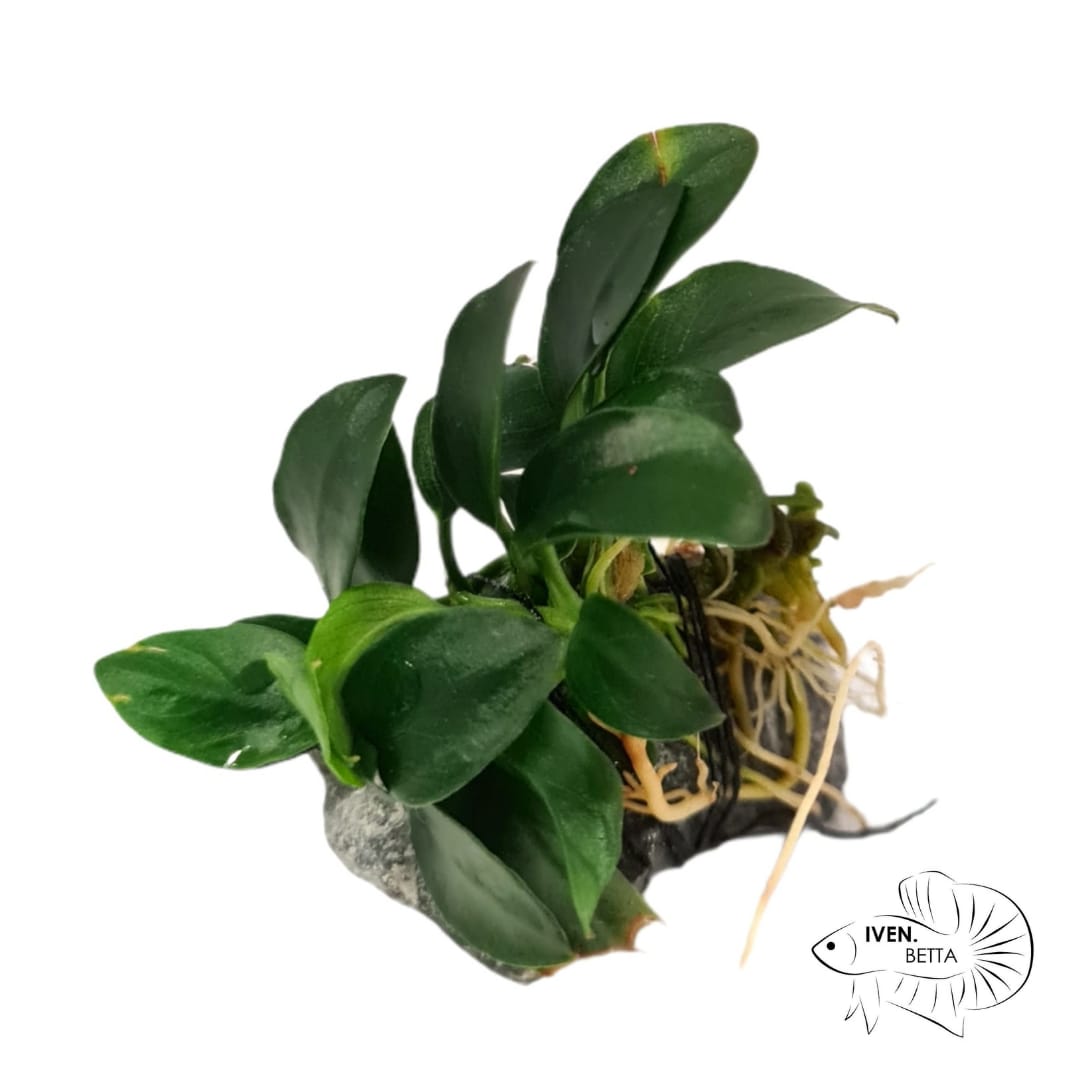 Anubias Barteri var. Petite Nana