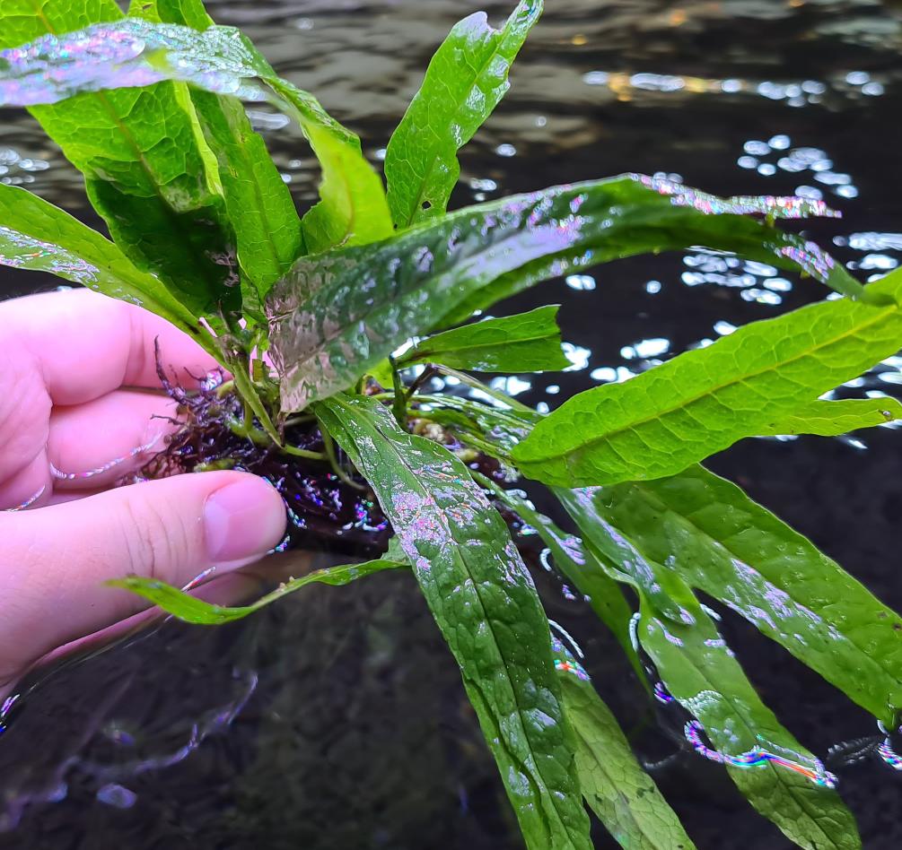 Microsorum Pteropus var. Java