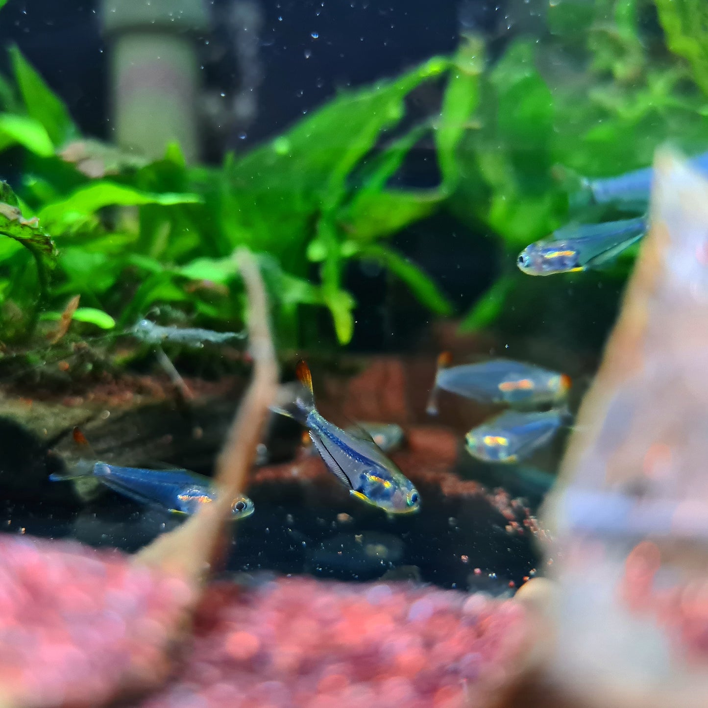 Trochilocharax Ornatus