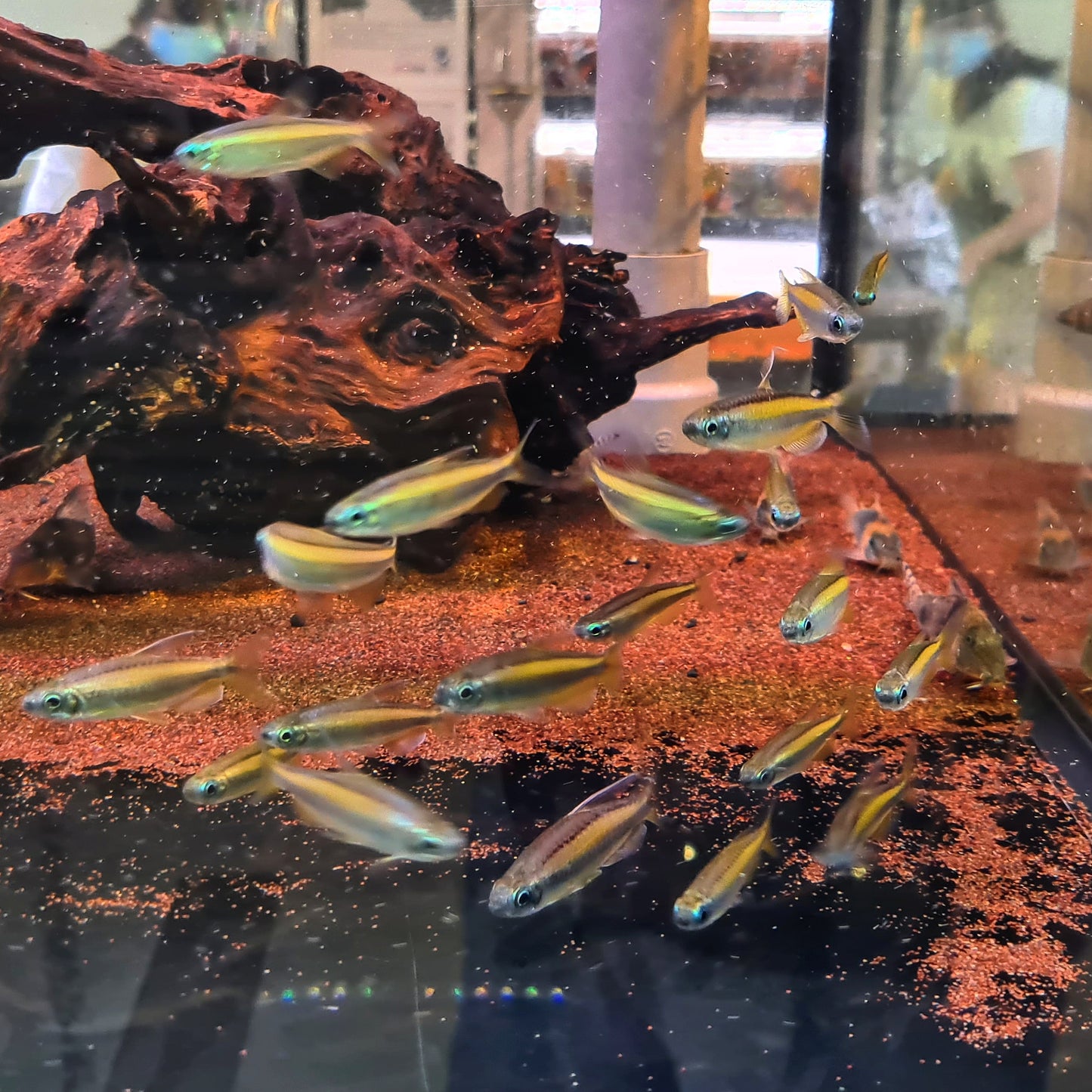 Phenacogrammus Aurantiacus