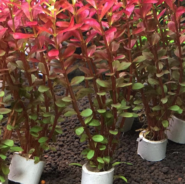 Rotala Rotundifolia 'Blood Red'