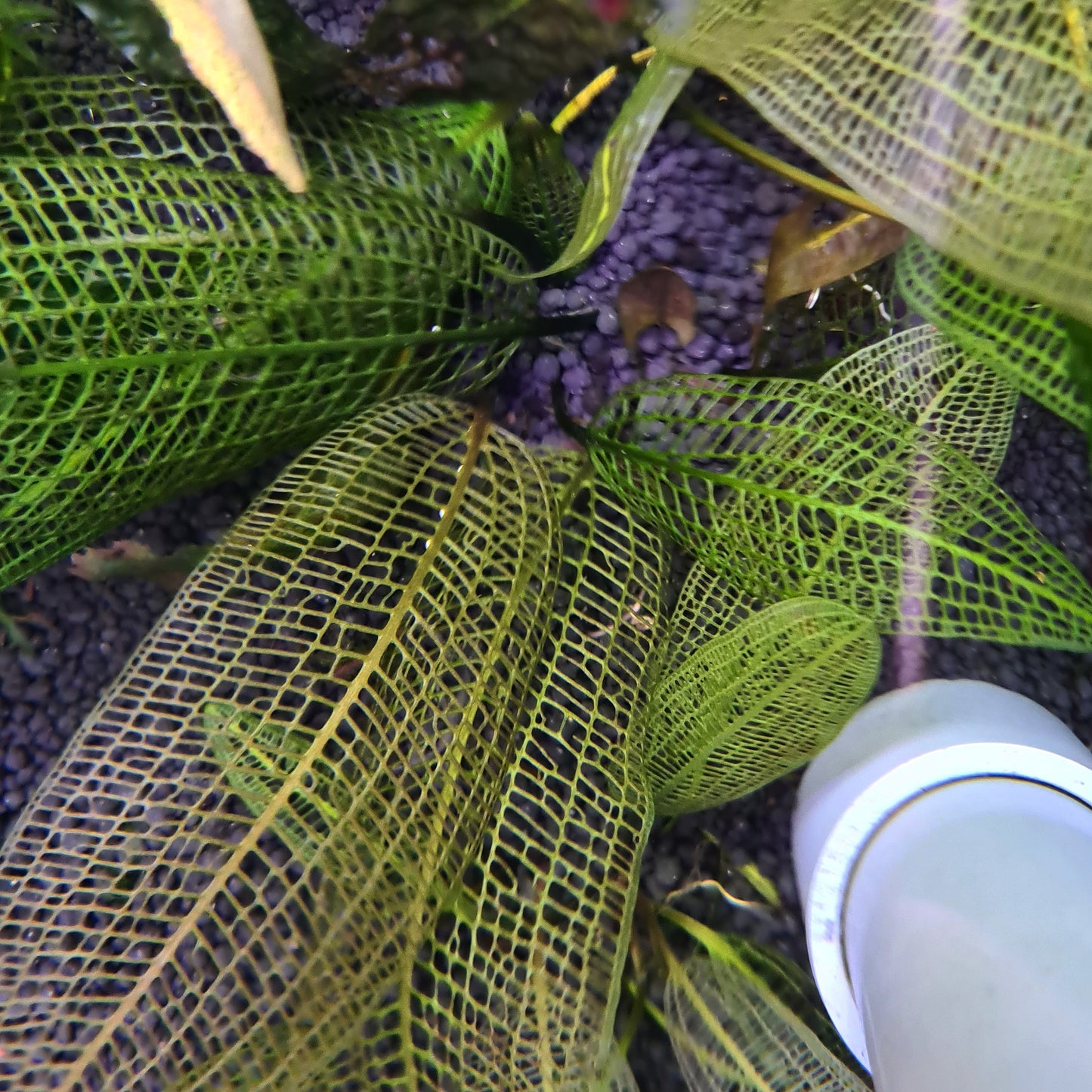 Aponogeton Madagascariensis