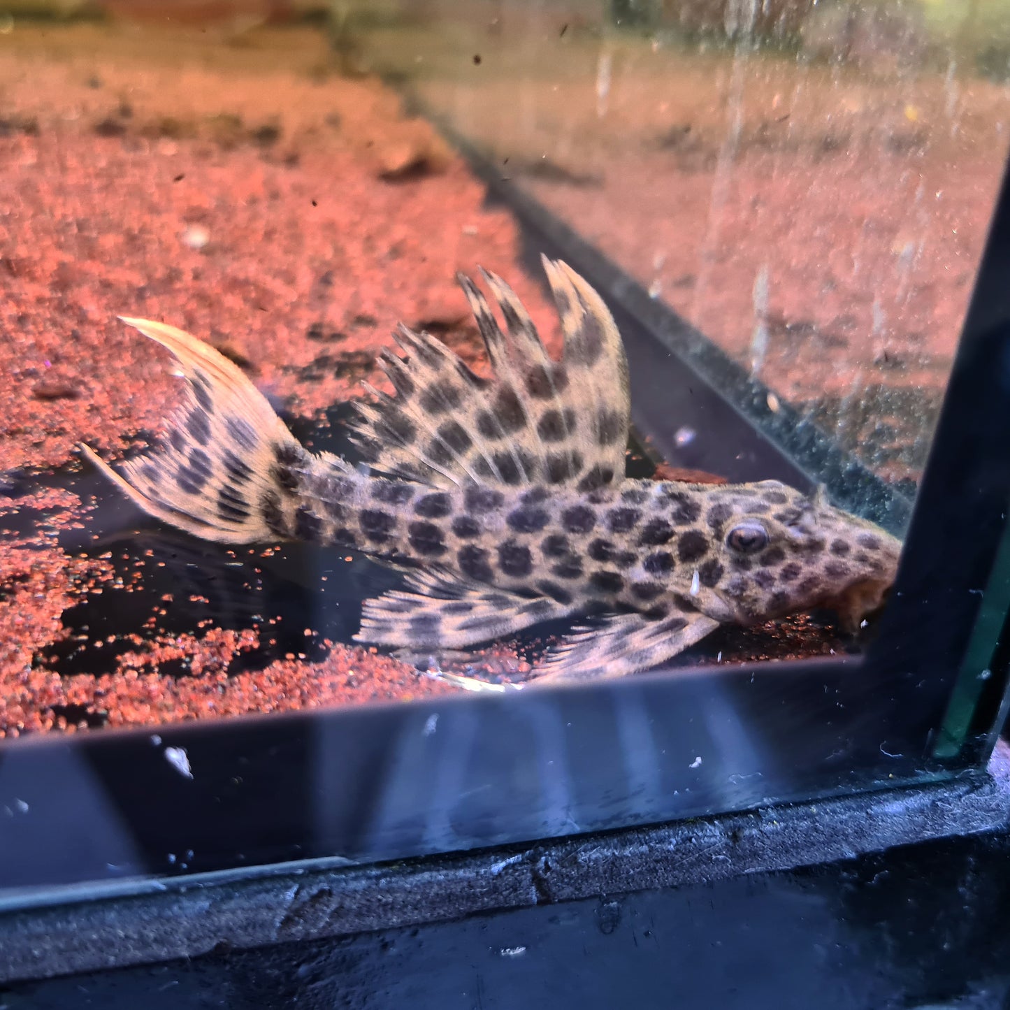 Pseudacanthicus cf. Leopardus L114