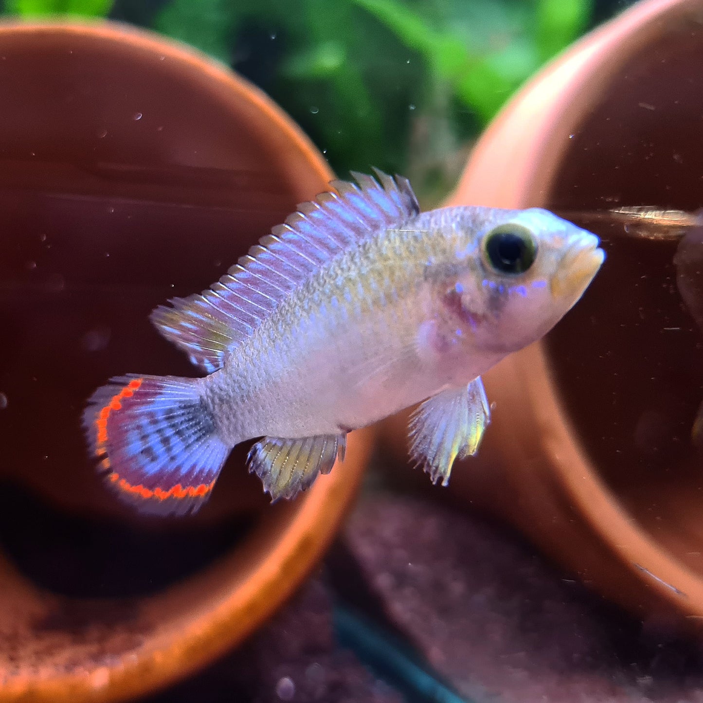 Apistogramma Panduro