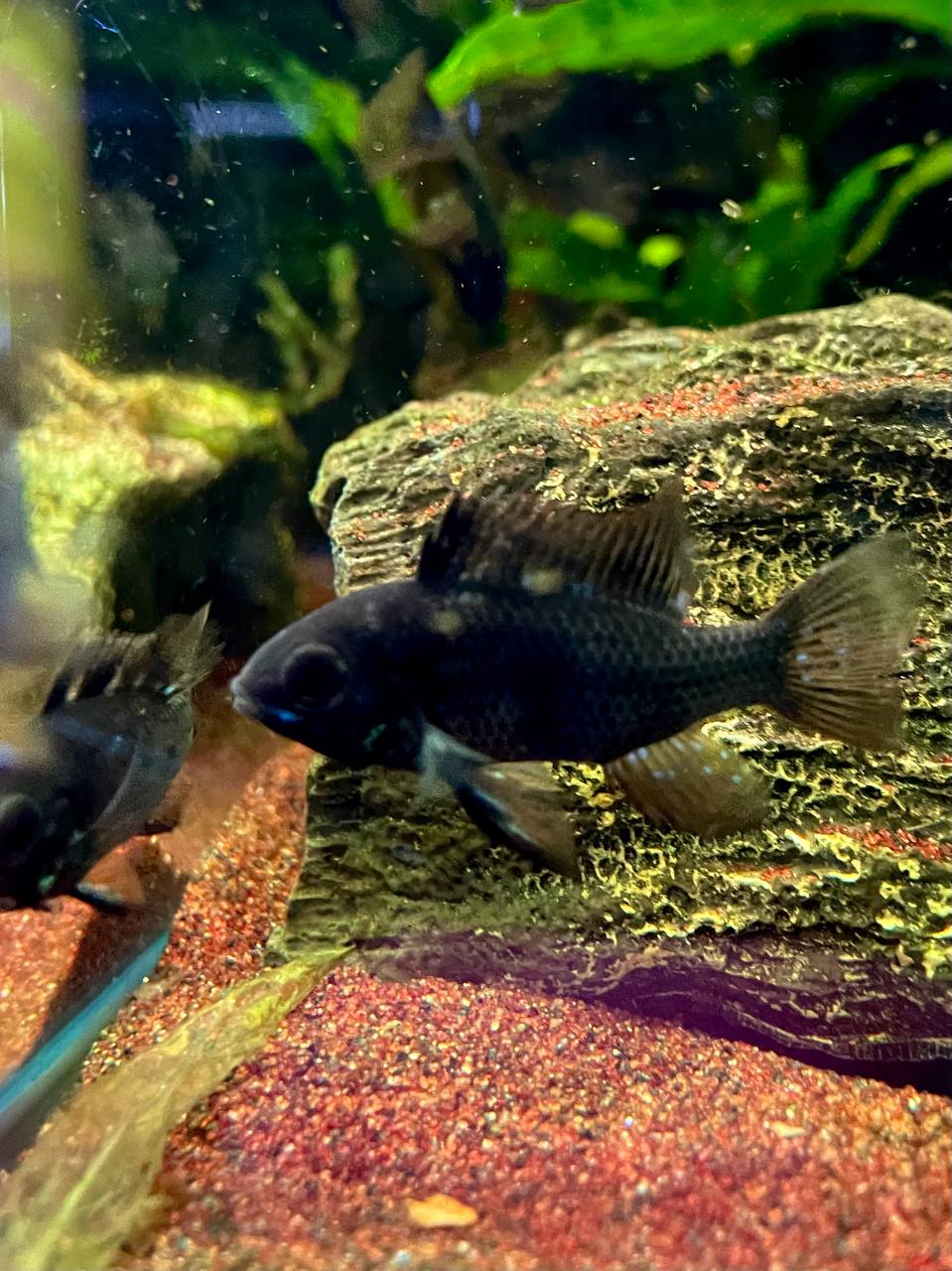Mikrogeophagus Ramirezi 'Black Knight'