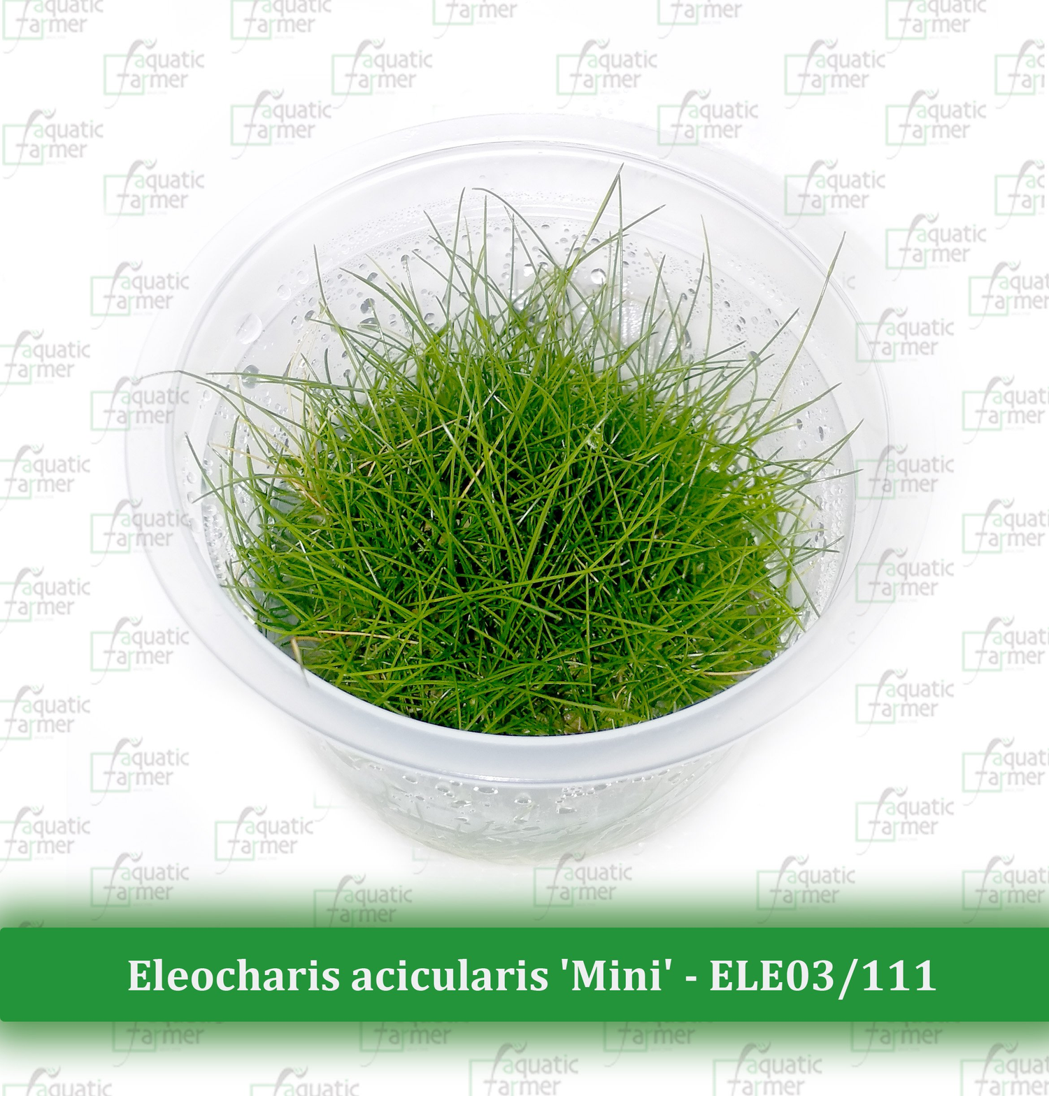 Plants - Tissue Culture