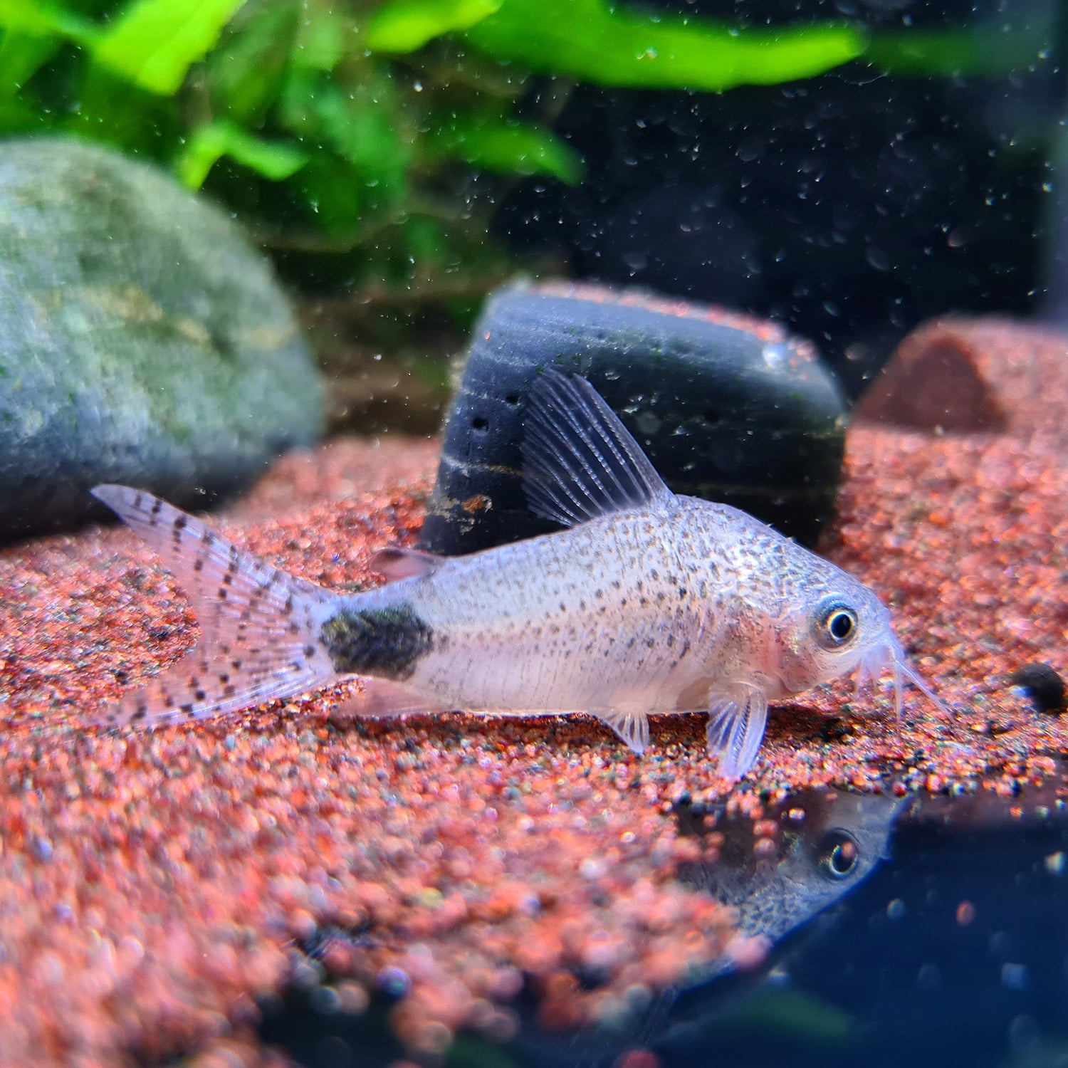Corydoras