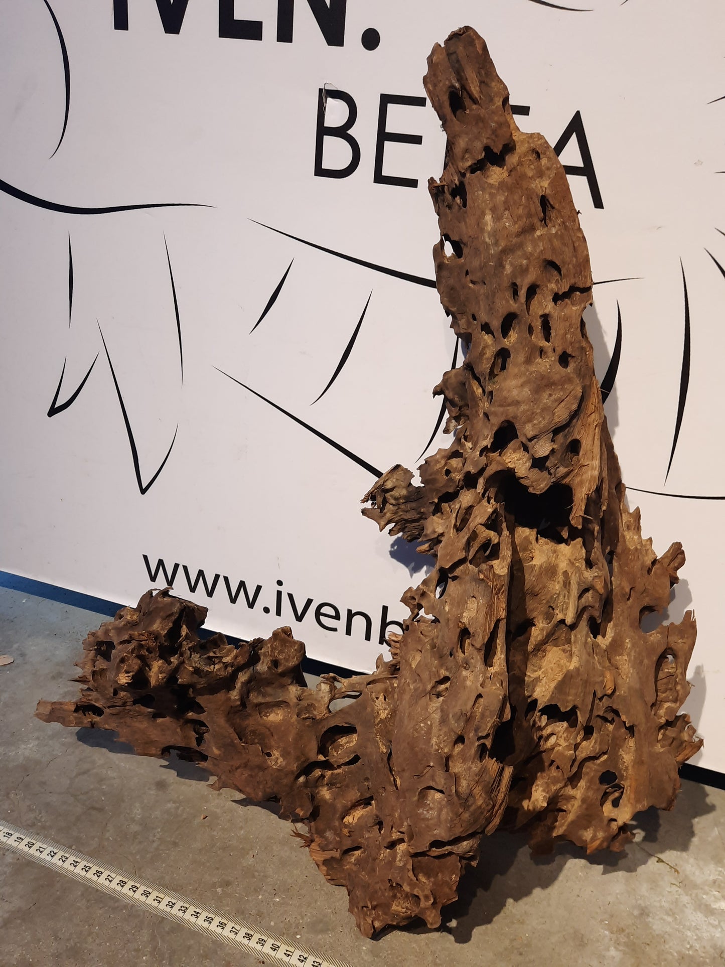 Malaysian Driftwood 'A'