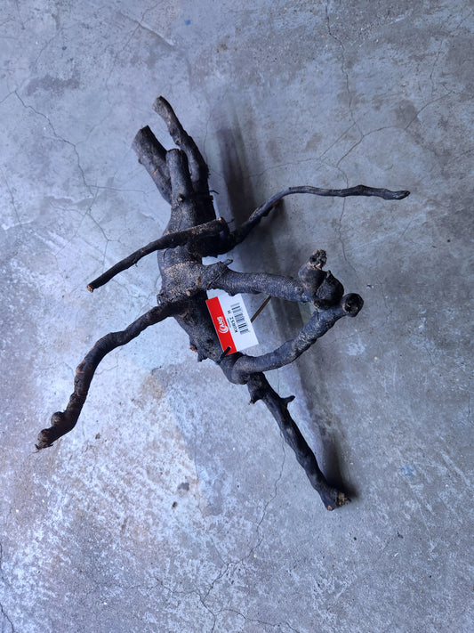 ANS Old Kusri Driftwood