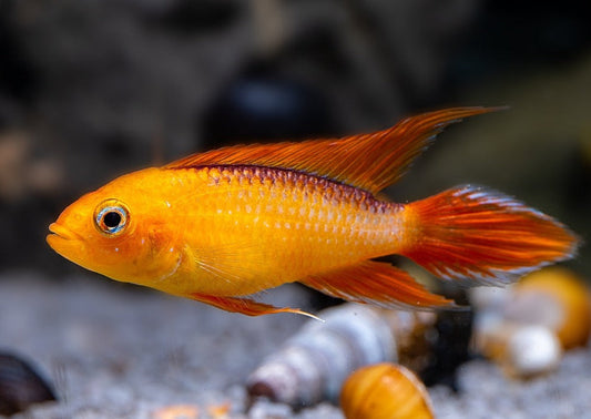Apistogramma Agassizii "Gold Fire"