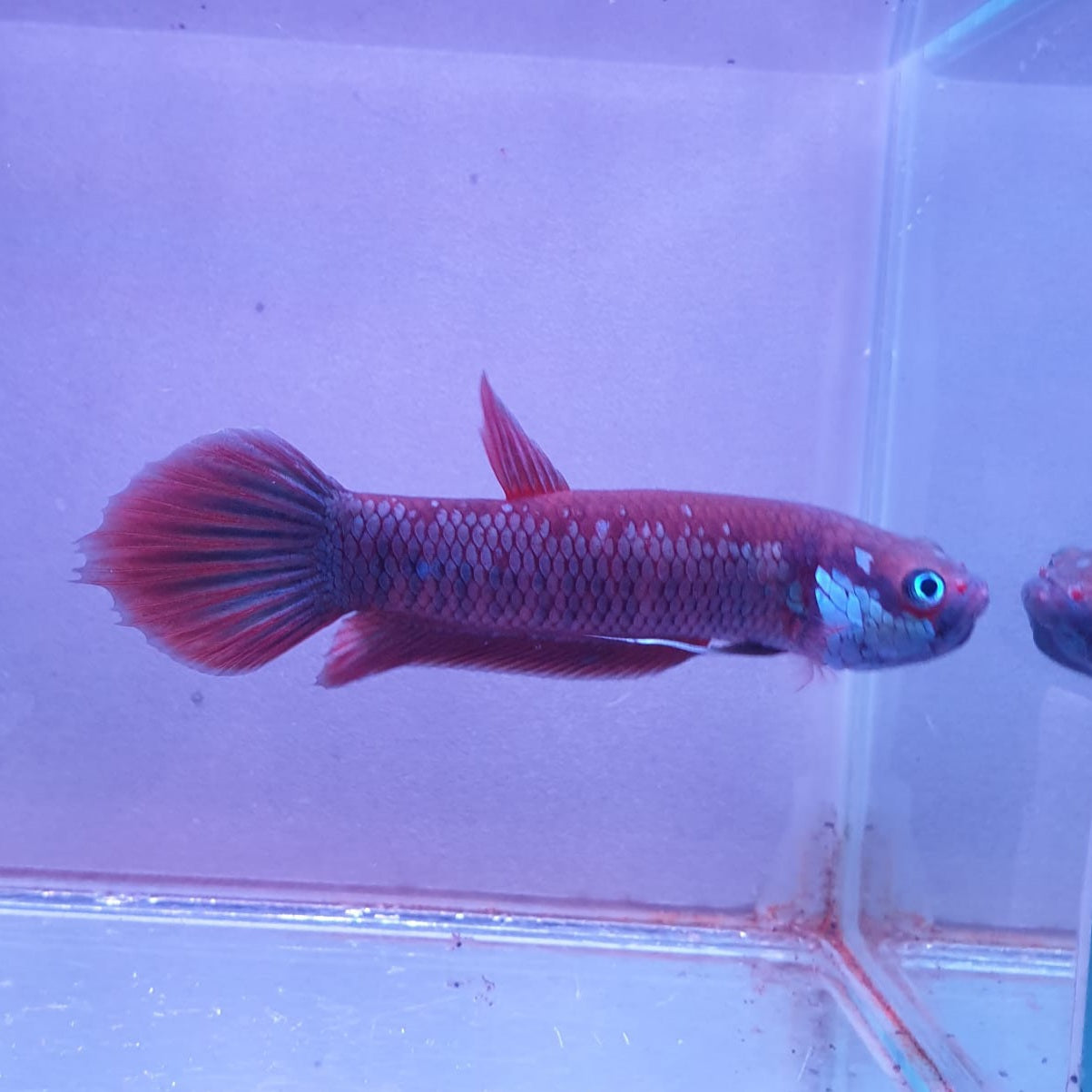 Betta Patoti