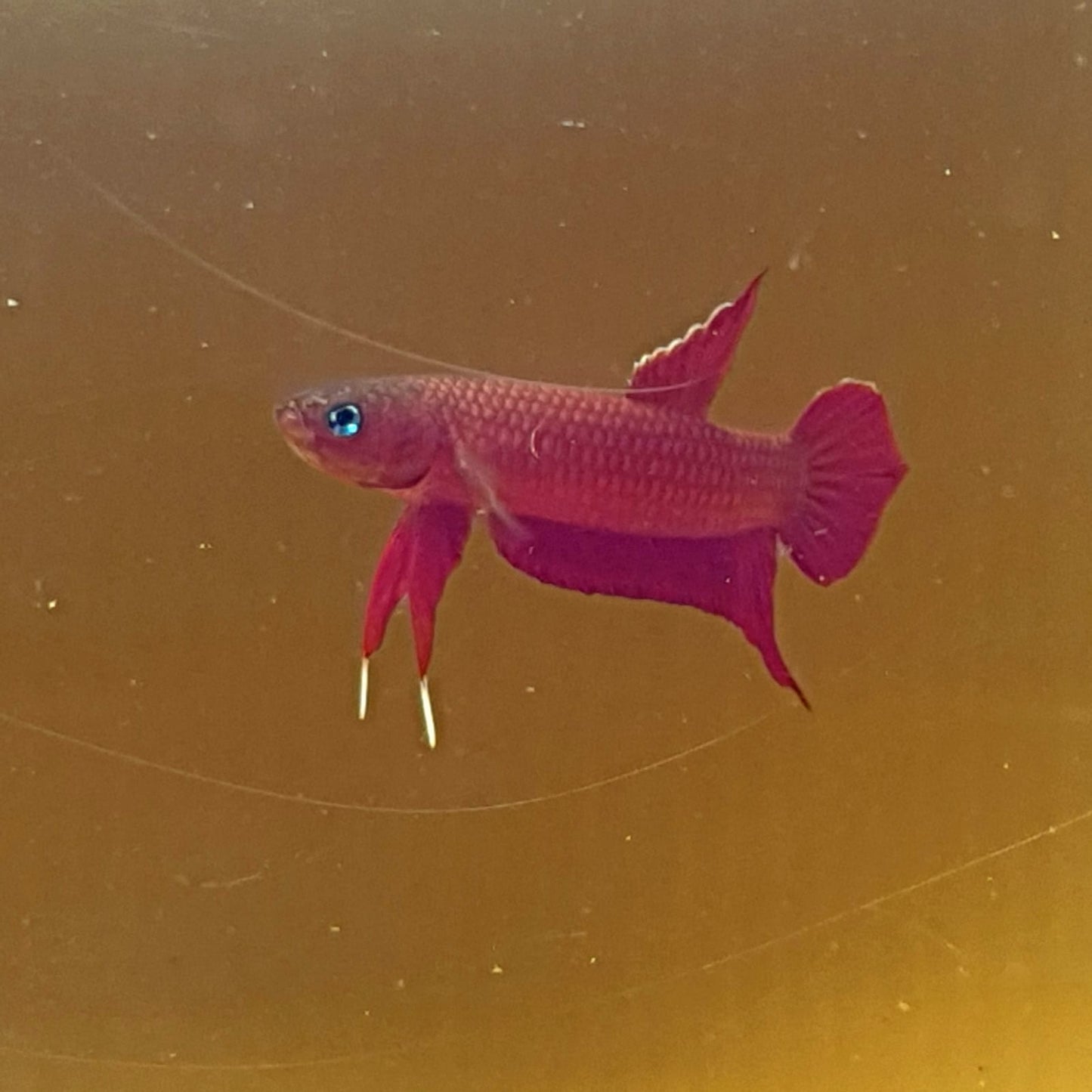 Betta Mulyadii sp. Api Api "Red"