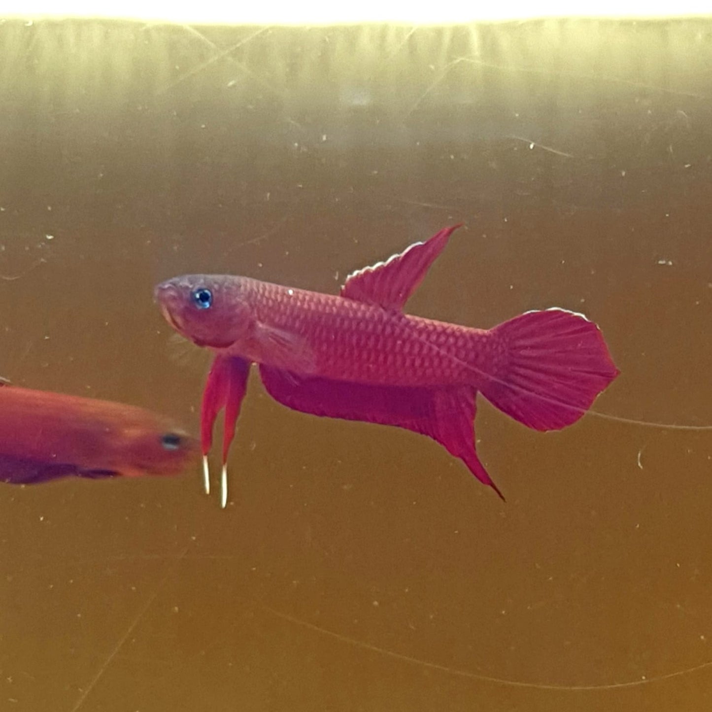 Betta Mulyadii sp. Api Api "Red"
