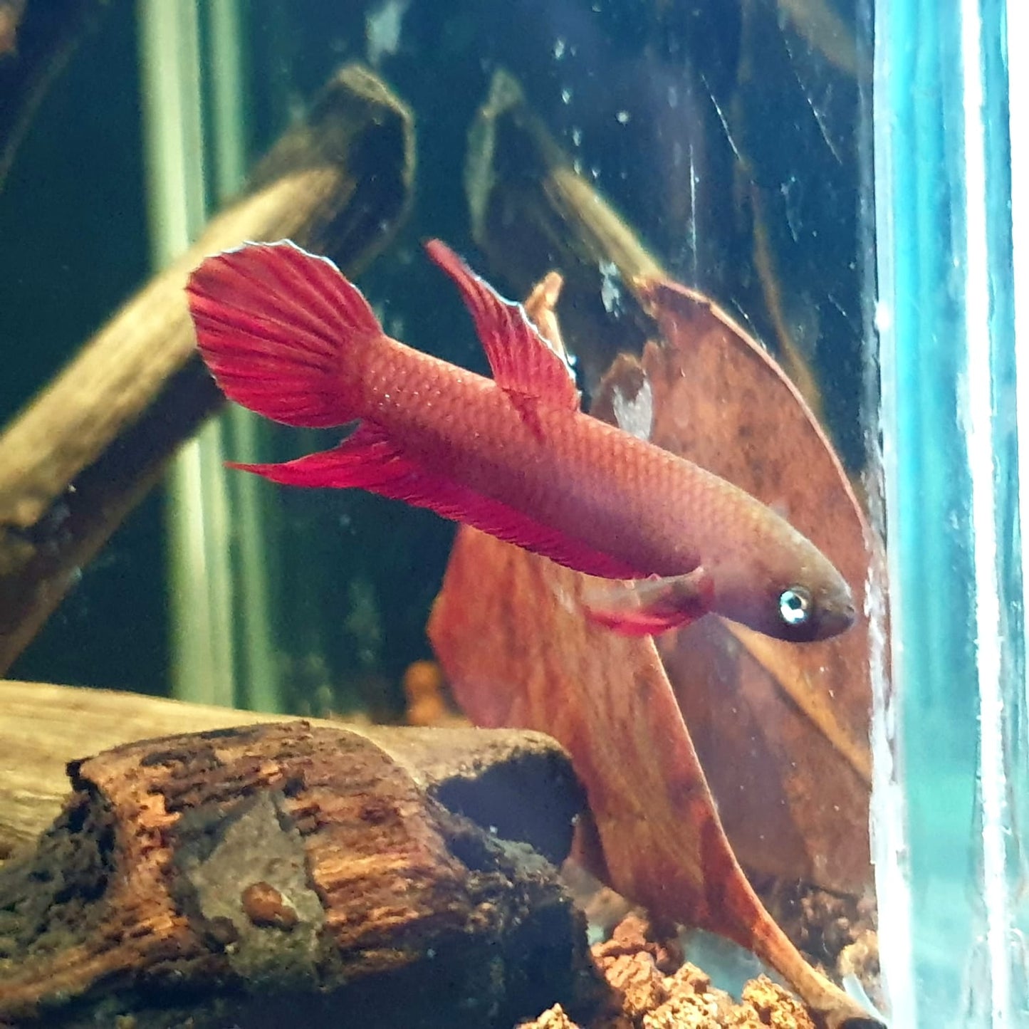 Betta Mulyadii sp. Api Api "Red"