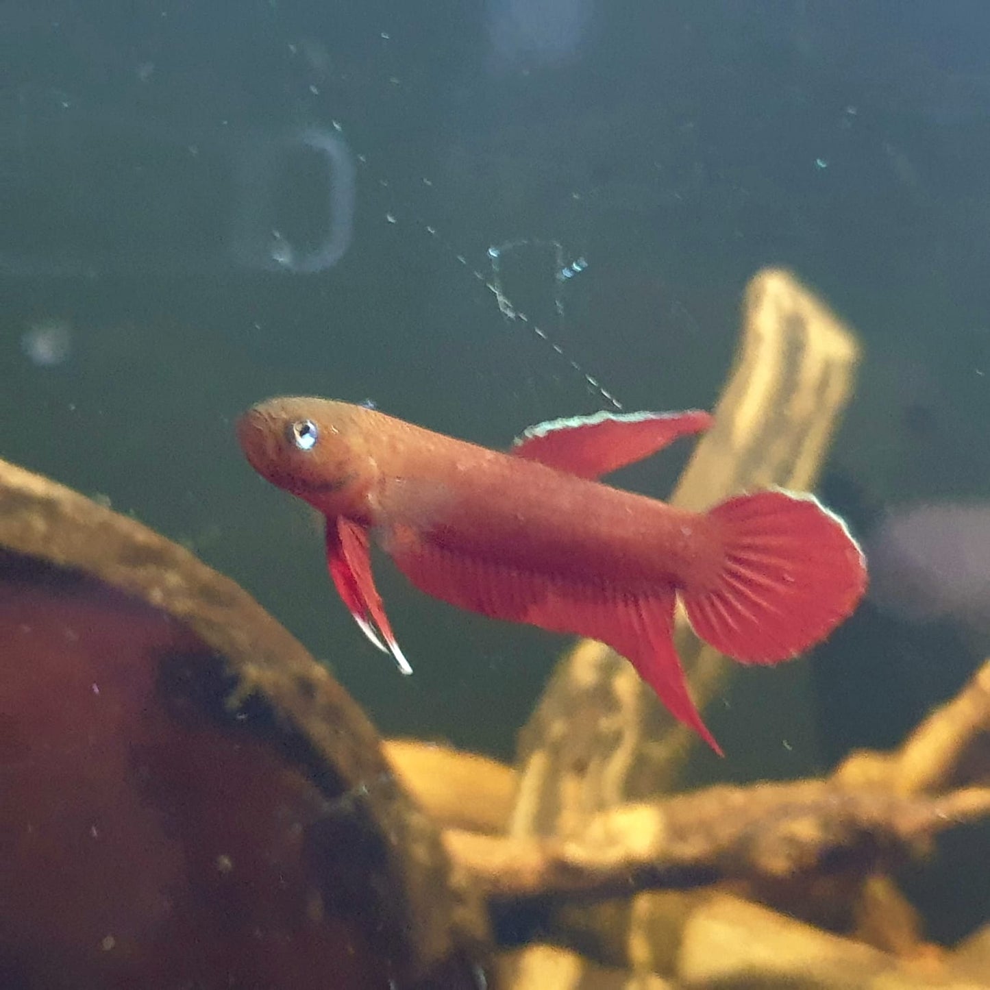 Betta Mulyadii sp. Api Api "Red"