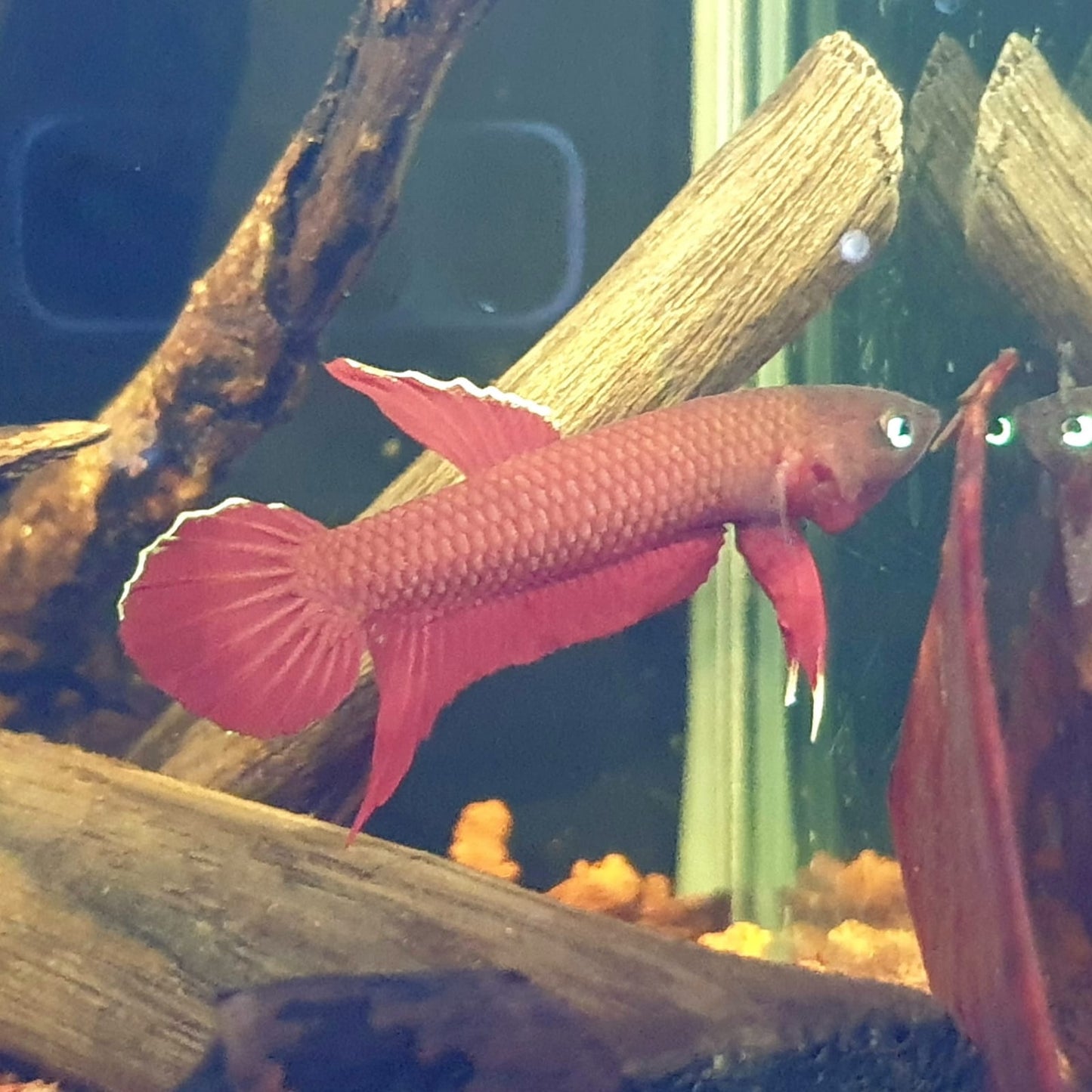 Betta Mulyadii sp. Api Api "Red"