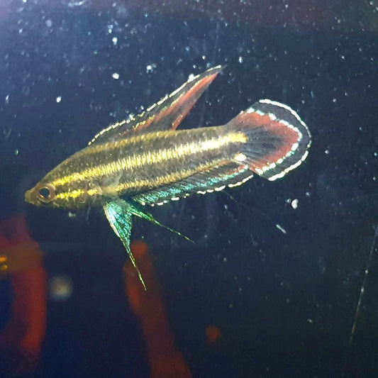 Parosphromenus Phoenicurus