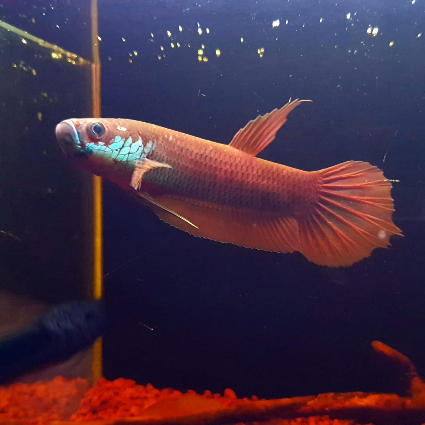 Betta Patoti