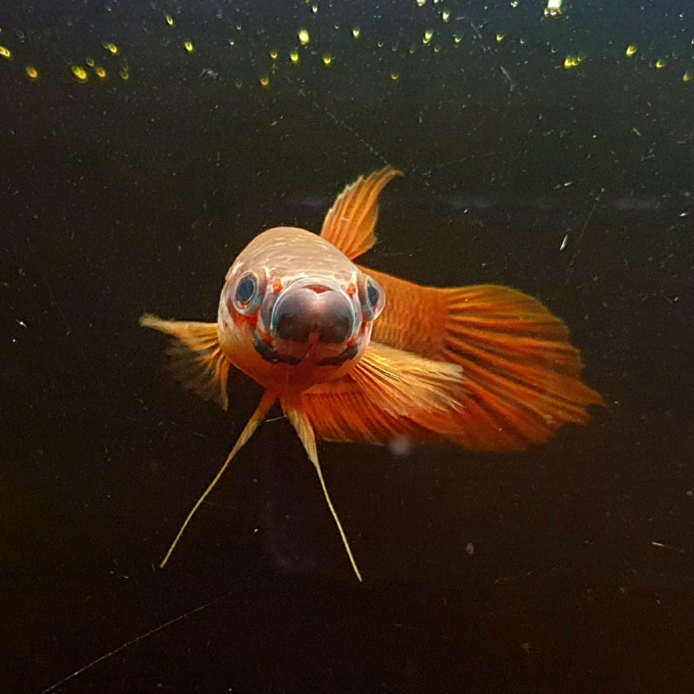 Betta Patoti