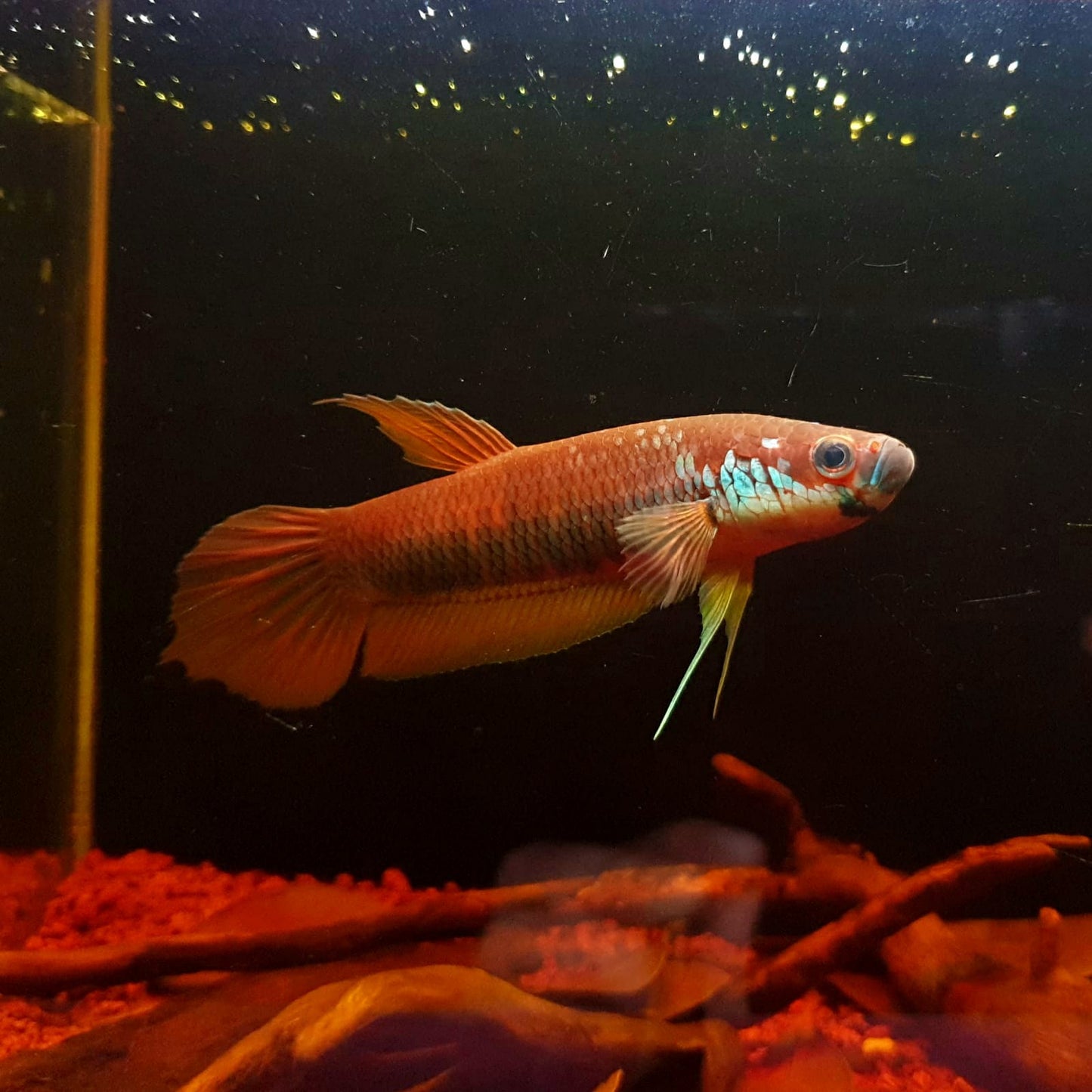 Betta Patoti