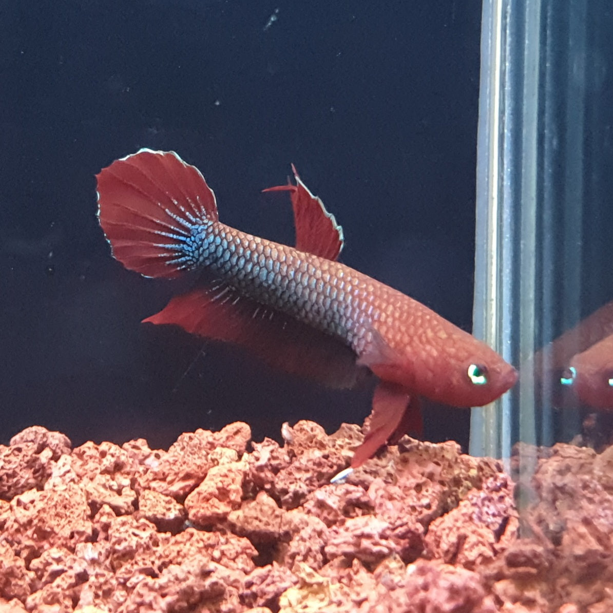 Betta Iaspis sp. Api Api "Jade"