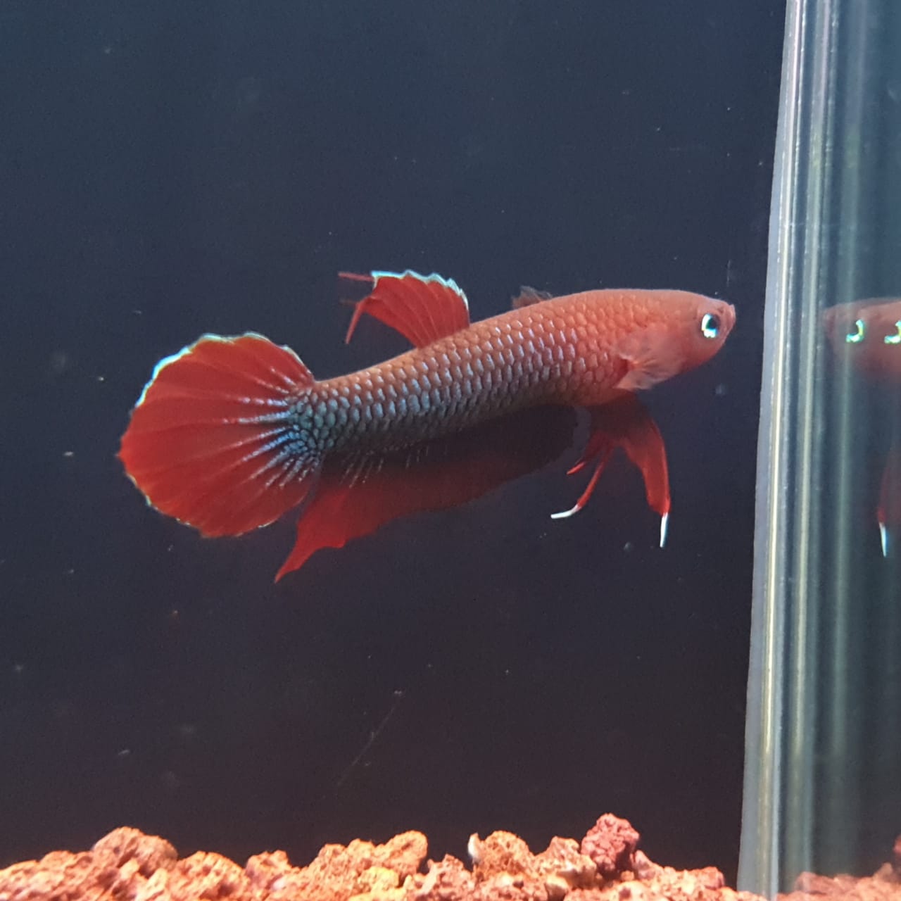 Betta Iaspis sp. Api Api "Jade"