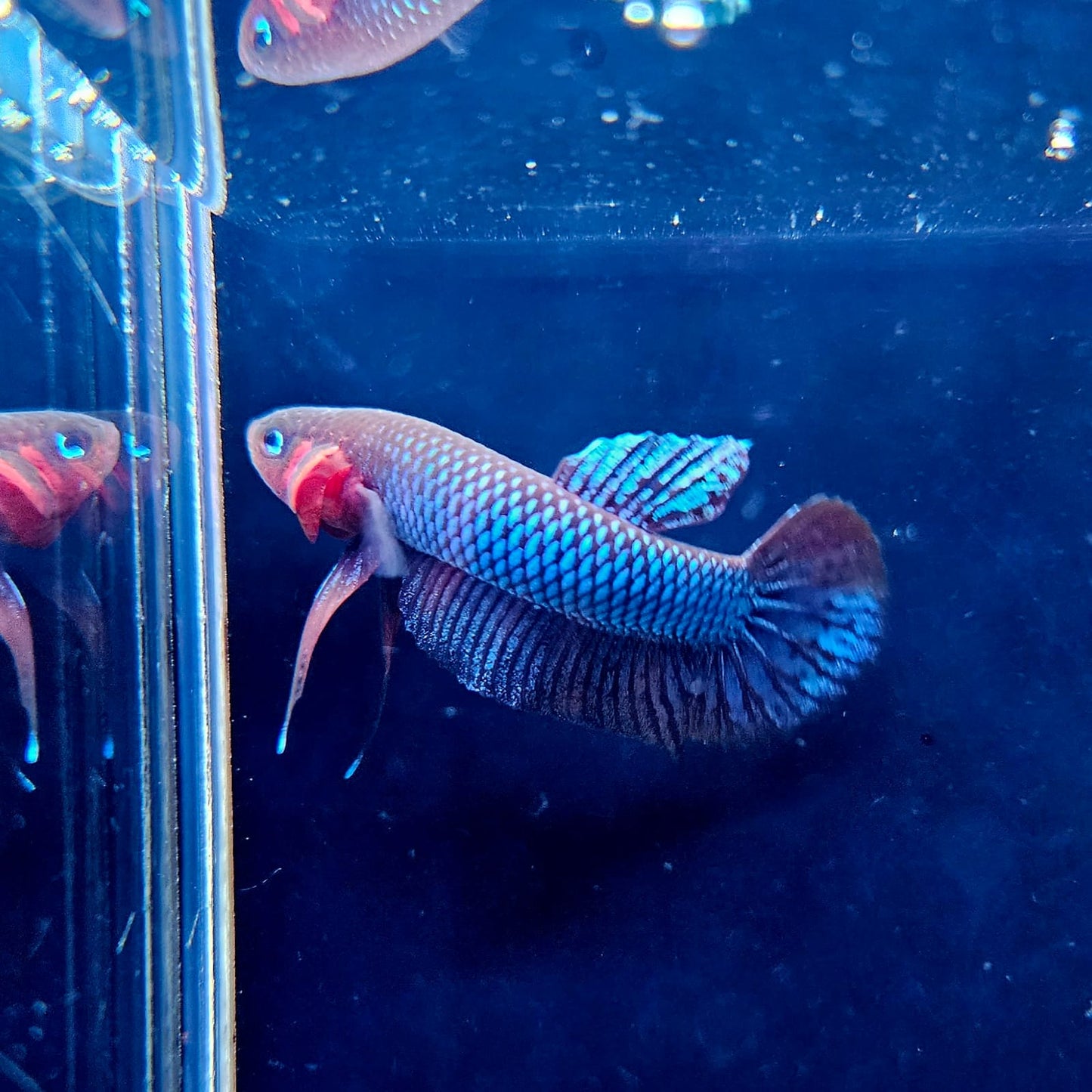 Betta Hendra