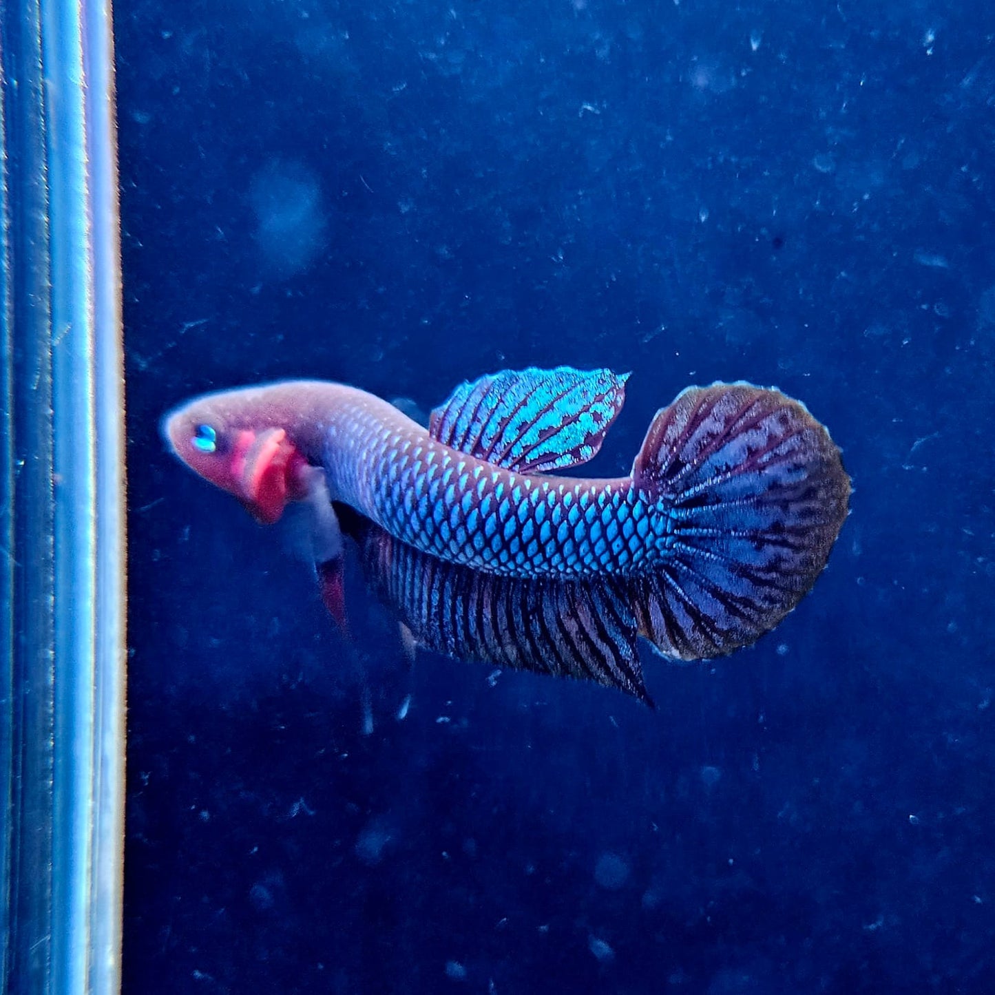 Betta Hendra